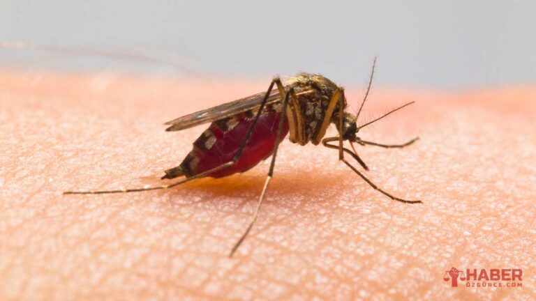 Çin'de Sivrisinek Kaynaklı Chikungunya Virüsü Hızla Yayılıyor