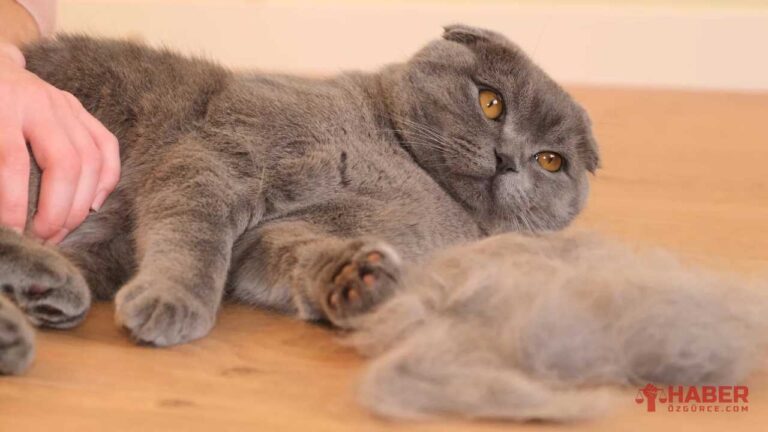 "Kedi Tüyü Öldürür" Söylentisi Paniğe Neden Oldu